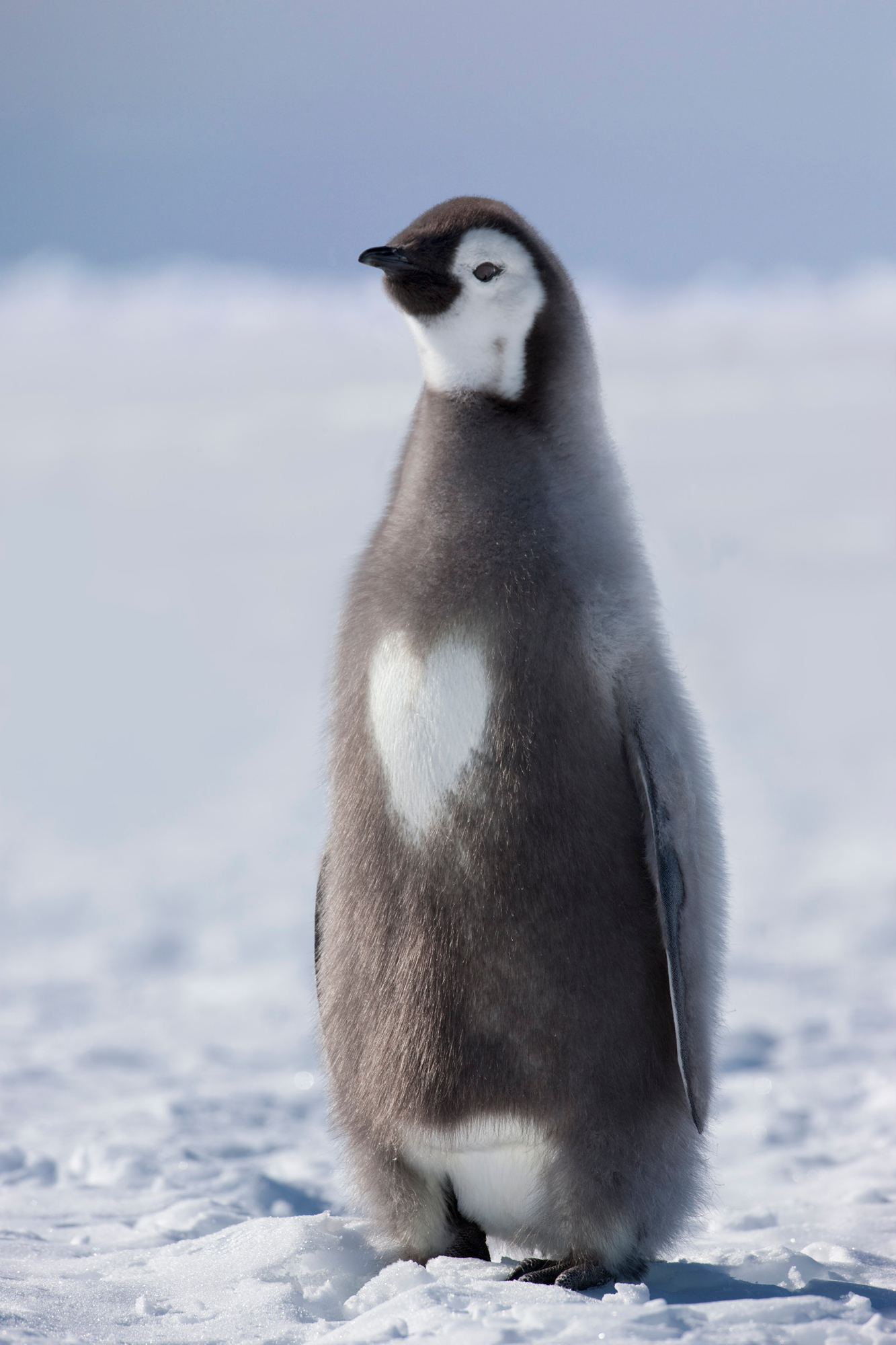 A young penguin captured by Sue Flood