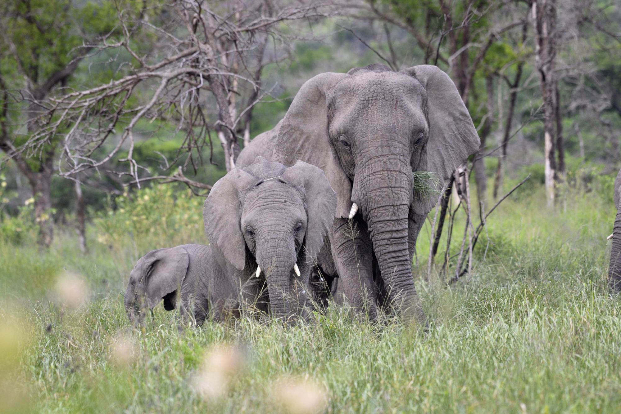 Nana and family at Thula Thula