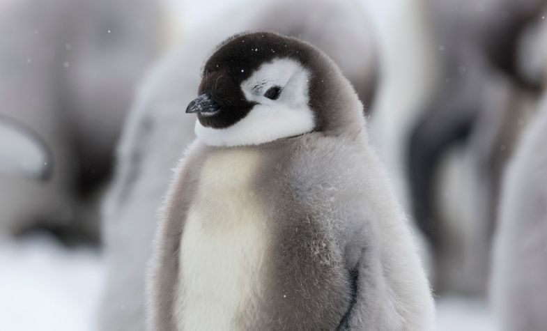 An emperor penguin chick