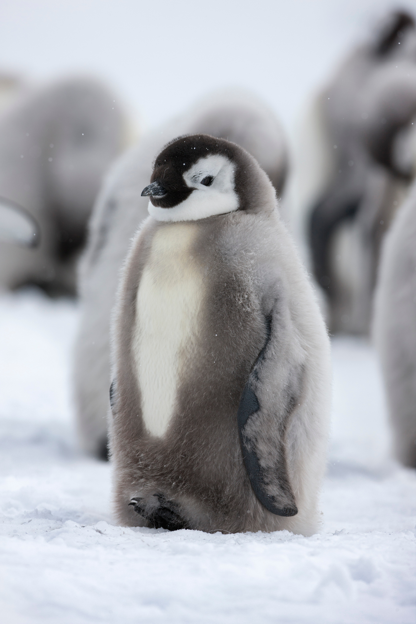 An emperor penguin chick