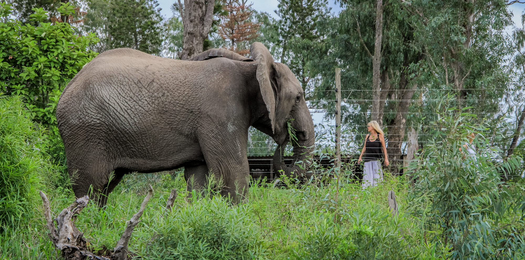 Françoise Malby-Anthony with Frankie, the current matriarch of the elephant herd at Thula Thula. Photo by Kim McLeod