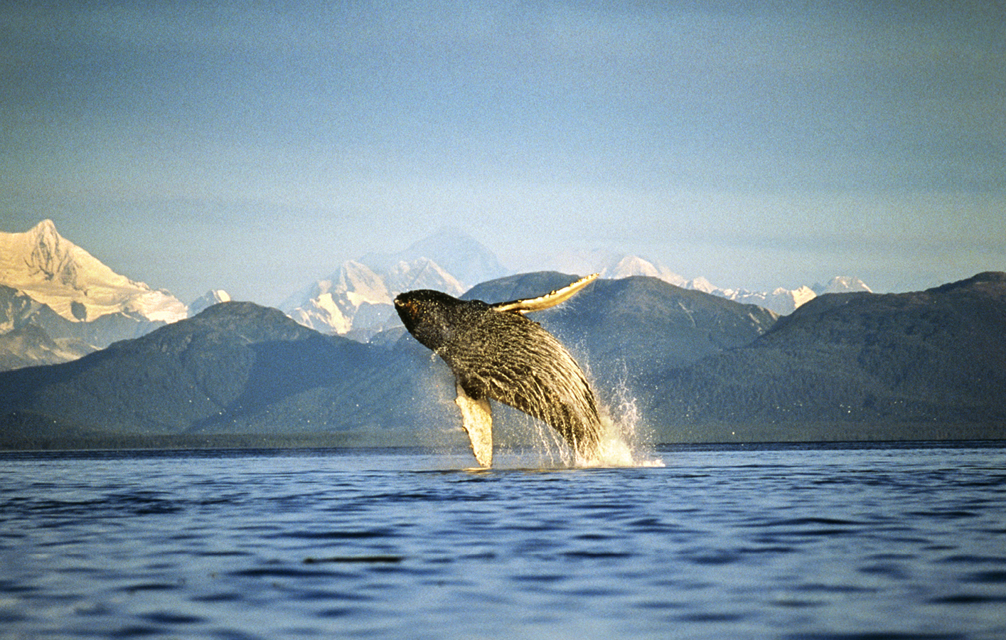 Prince William Sound offers incredibly diverse ecosystems