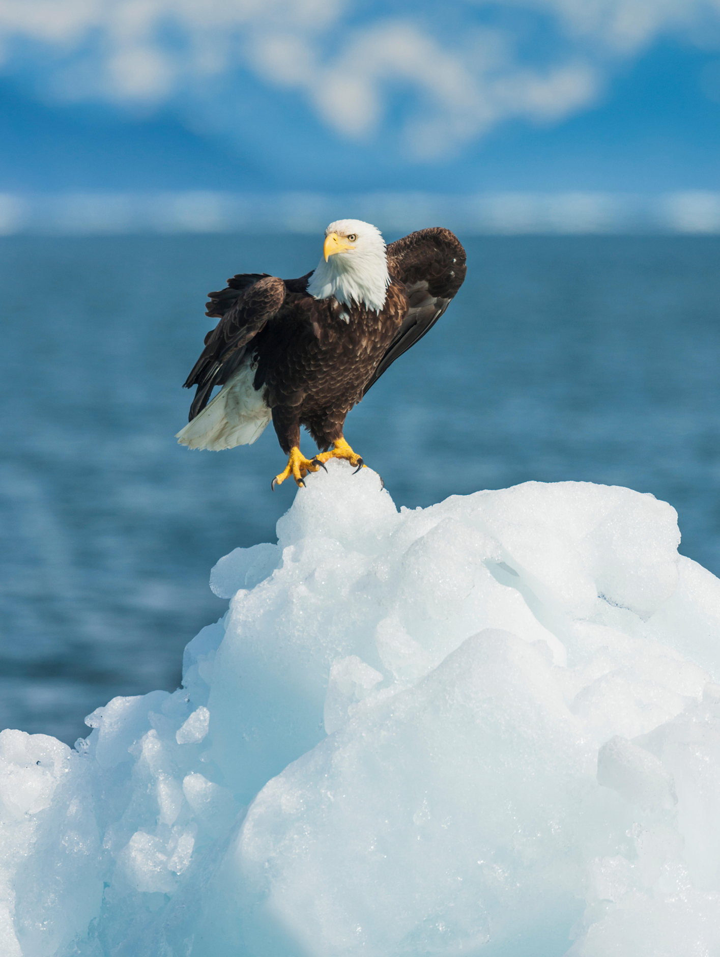 Bald eagles may well grace you with an appearance