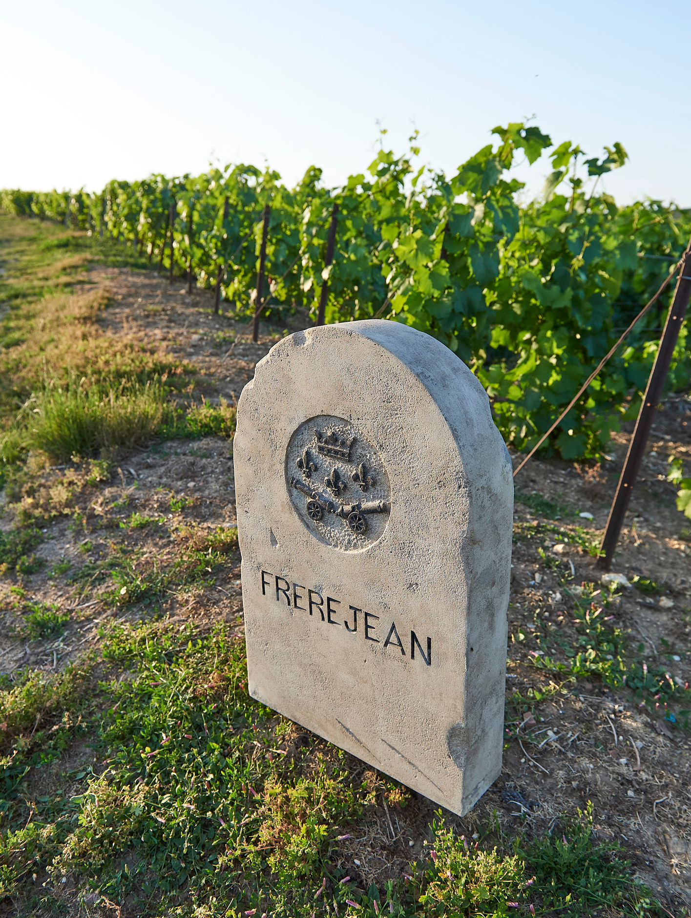 Frerejean Frères vineyard