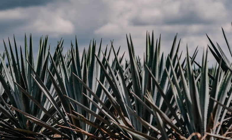 Casa Noble Tequila Plants