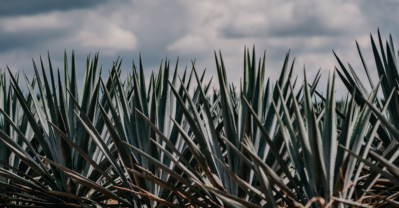 Casa Noble Tequila Plants