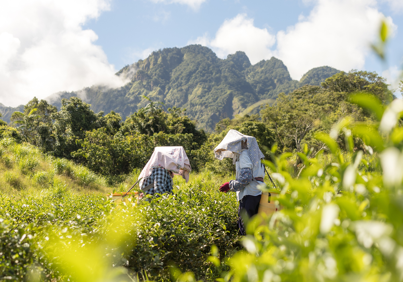 Farmers in the tea garden on Sixty Stone Mountain, Taiwan