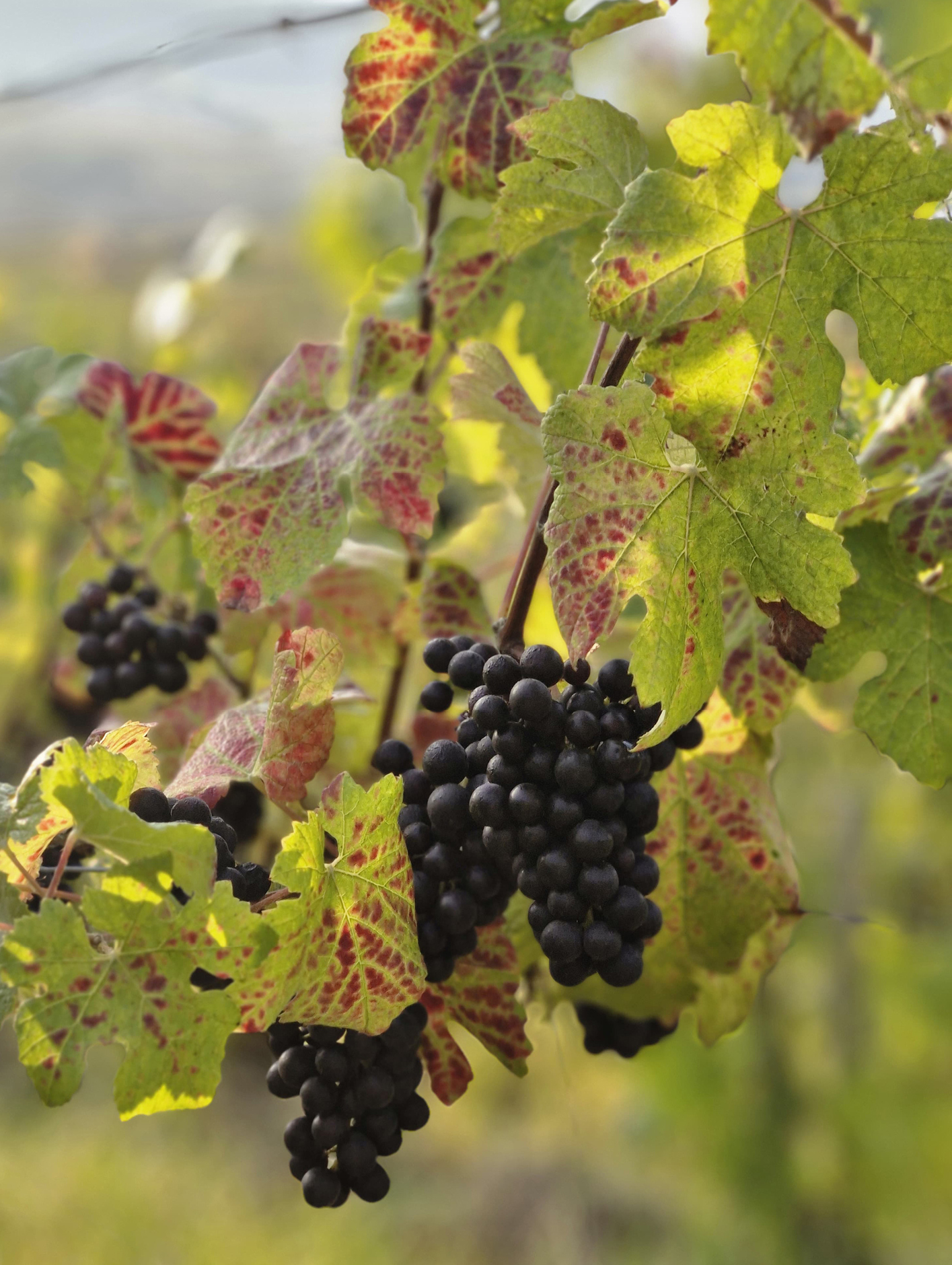 Pinot meunier grapes