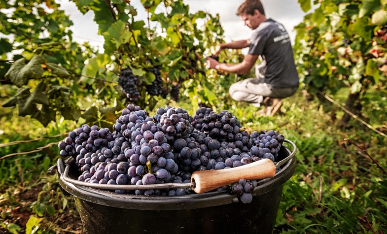 A bucket of pinot meunier grapes in a vineyard