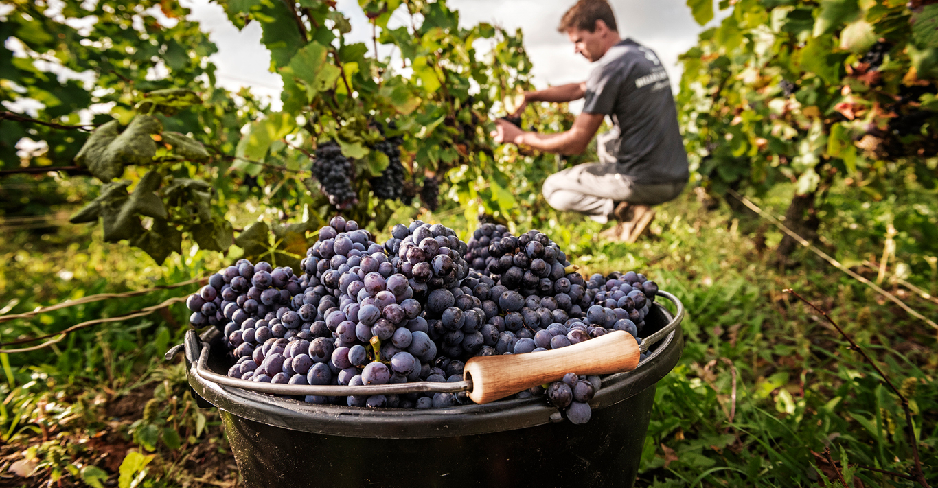 A bucket of pinot meunier grapes in a vineyard